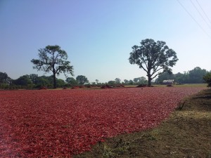 fields in Maharashtra