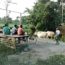 Human animal conflict in Alipurduar, Video Volunteers report