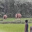 A story of video volunteers on human- elephant conflict