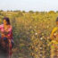 A story of video Volunteers on farmers and BT cotton